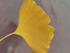 -北京稻香村(花市店)