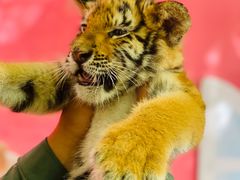 -北京野生动物园