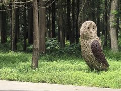 -东平国家森林公园