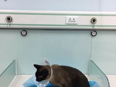 -纳吉亚猫专科动物诊疗中心(蒋宅口分院)