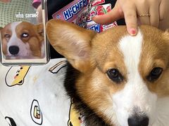 -怪兽屋·羊驼·猫咖·狗咖(俊华广场店)