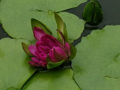 -国家植物园南园