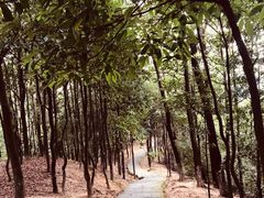 -火炉山森林公园