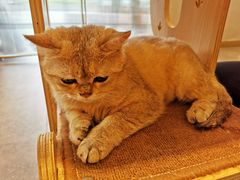 -飞行喵MR PILOT|猫舍·猫咖(静安大融城店)
