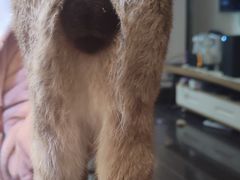 -艾贝尔宠物医院·24H转诊中心·肿瘤猫专科(江宁双龙店)