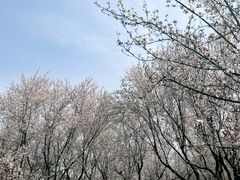 -苏州上方山国家森林公园
