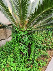 -浙江大学医学院附属妇产科医院(湖滨院区)