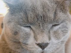 -猫猫幼稚园·撸猫·桌游·电玩