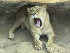 -北京野生动物园