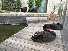 -行者书屋大堂吧 ·下午茶(南京圣和府邸酒店)