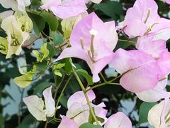 -二沙岛艺术公园