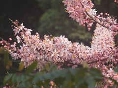 -马峦山郊野公园