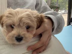 -博特宠物医院24h犬猫全科.骨科·异宠
