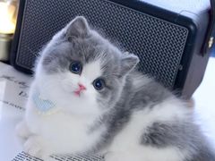 -Bastet sally猫舍购宠(静安店)