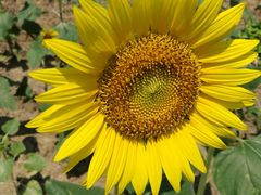 -武汉紫薇都市田园