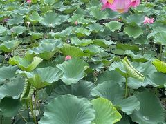 -荷塘月色湿地公园·向阳花洲