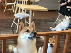 -豆柴町-柴犬主题狗咖(红鼎国际C座店)
