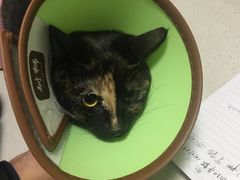 -乐派堂宠物医院·猫友好· 心脏科(东街店)