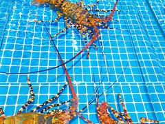 -三亚火车头万人海鲜广场