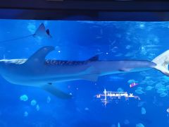 -烟台海昌鲸鲨海洋公园