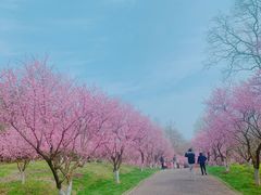 -上海海湾国家森林公园