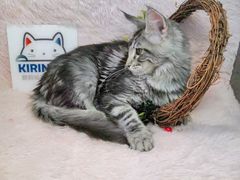 -十年猫舍·猫咪专门店(普陀店)