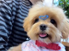 -PET WISH宠物愿望(BFC外滩金融中心店)