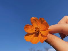 -径山花海