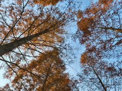 -黄海国家森林公园