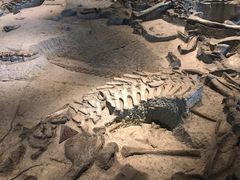 -自贡恐龙博物馆