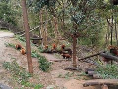 -都江堰中华大熊猫苑