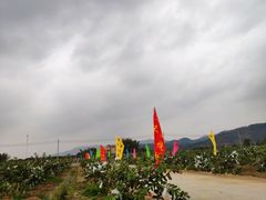 -天适樱花悠乐园