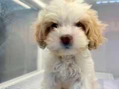 -翊宠yipet猫狗购宠庄园犬舍•猫舍