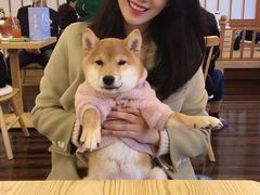 -豆柴町-柴犬主题狗咖(红鼎国际C座店)