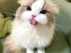 -翊宠yipet猫狗购宠庄园犬舍•猫舍