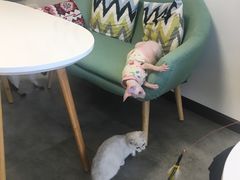 -团子家猫咪猫咖馆·柯基·柯尔鸭