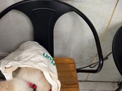 -关爱动物医院·心脏·中兽医·异宠(金牛路分院)