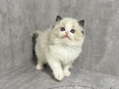 -小猫来了·猫舍(红山六九七九店)