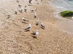 -海驴岛(荣成市)