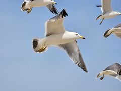 -那香海钻石沙滩浴场