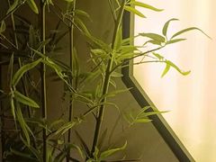 -小厨娘淮扬菜(六合欢乐港店)