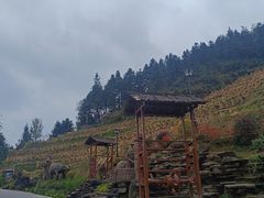 -紫鹊界梯田景区