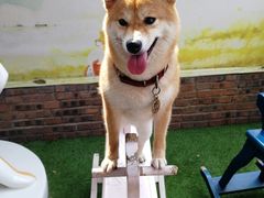 -柴犬高等学院·狗咖·柴犬售卖·宠物训练