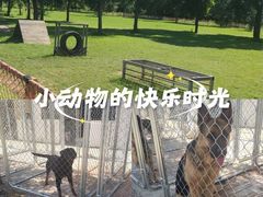 -北京京卫宠物寄养训练中心