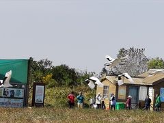 -盐城丹顶鹤湿地生态旅游区