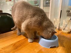 -猫小院猫主题餐厅(三里屯店)