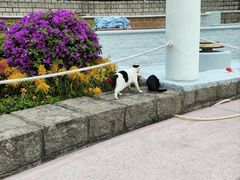 -九龙公园