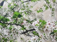 -武汉大学-樱园