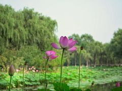 -东郊湿地公园