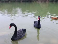 景点-成都大熊猫繁育研究基地